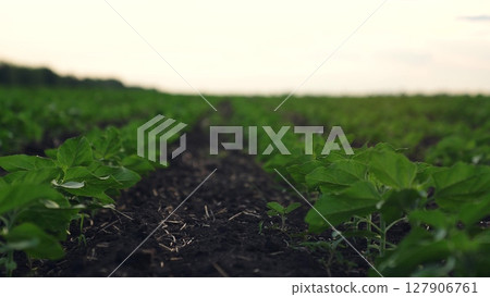 Agriculture, Young plants growing in a field, Early morning on the farm, Green leaves sprouting from soil, Agriculture and farming scene, Fresh seedlings in rows, Rich fertile earth, Crop cultivation 127906761