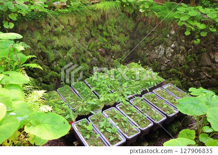 [愛媛郡]上林森林公園的風之洞窟（上林風之洞窟） 127906835