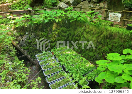 [Ehime Prefecture] Wind Cave in Kanbayashi Forest Park (Kanbayashi Wind Cave) 127906845