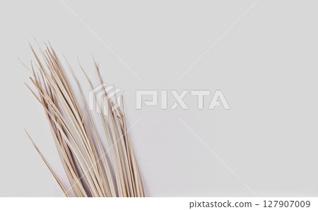 Photo real taken palm dried leaf white neutral copy space composition minimalist design background Photo real taken palm dried leaf white neutral copy space composition minimalist design background 127907009