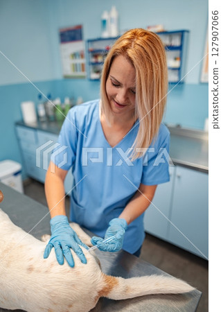 Caring vet provides gentle treatment for a dog in a bright clinic 127907066