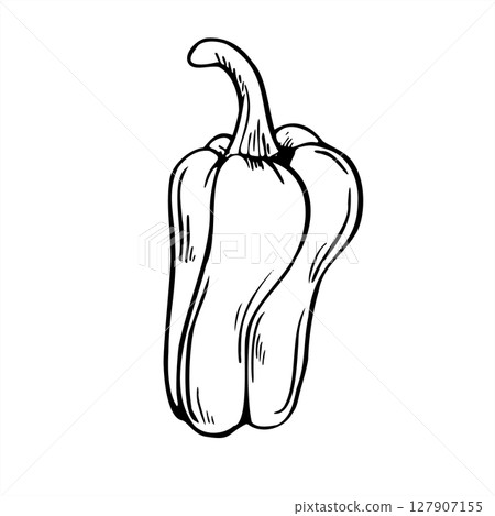 Sweet bell pepper vector line art black ink sketch. Paprika or Bulgarian pepper graphic illustration. Garden vegetable ingredient for food packaging, recipe books, healthy eating campaigns. Sweet bell pepper vector line art black ink sketch. Paprika or Bulgarian pepper graphic illustration. Garden vegetable ingredient for food packaging, recipe books, healthy eating campaigns. 127907155