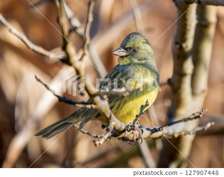 Blue-tailed twigs Blue-tailed twigs 127907448