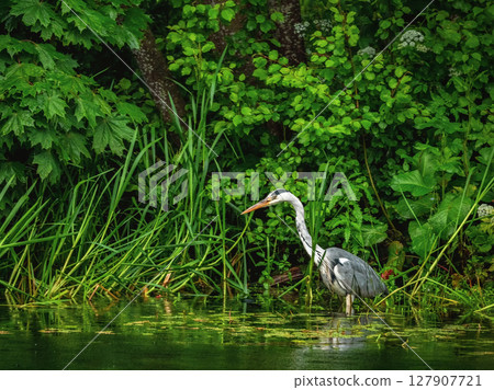 Beautiful grey heron hunts in the dense green foliage 127907721