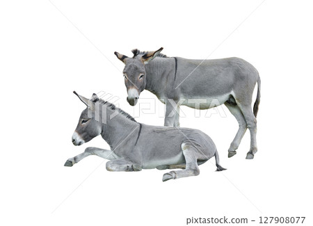 two donkey isolated on white background 127908077