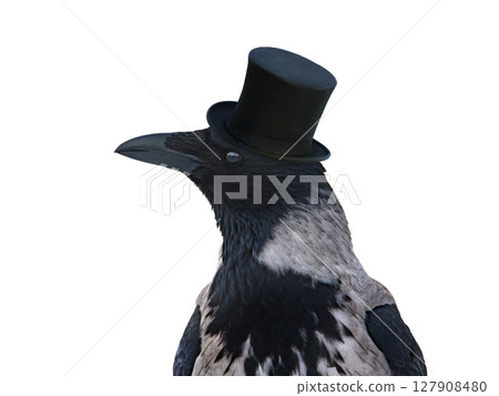hooded raven in hat isolated on white background 127908480