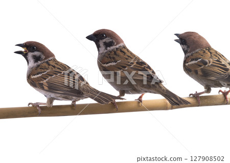 three sitting sparrows isolated on white background three sitting sparrows isolated on white background 127908502