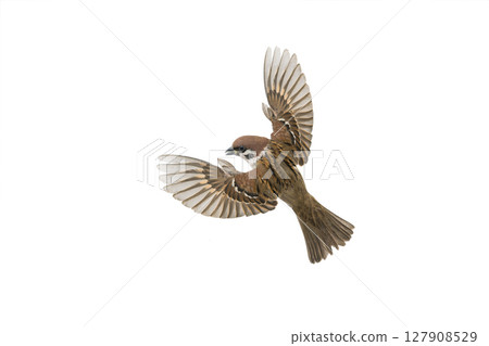 flying sparrow isolated on white background 127908529