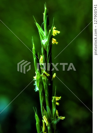 A green and yellow plant that's growing. 127908541