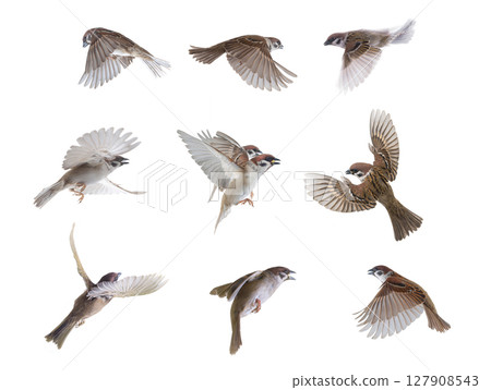 flying sparrows isolated on white background flying sparrows isolated on white background 127908543