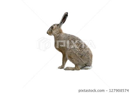 european brown hare isolated on white background 127908574