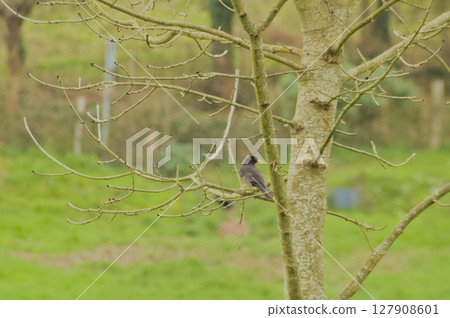 common blackbird singing in the wild to court a female 127908601