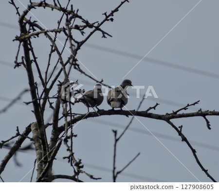 couple of doves on a branch in the field couple of doves on a branch in the field 127908605