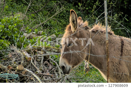 donkey in the field behind a fence donkey in the field behind a fence 127908609
