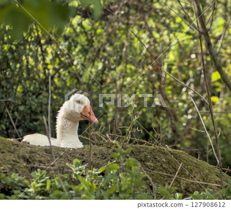 farm goose on a pile of dirt in the farmyard 127908612