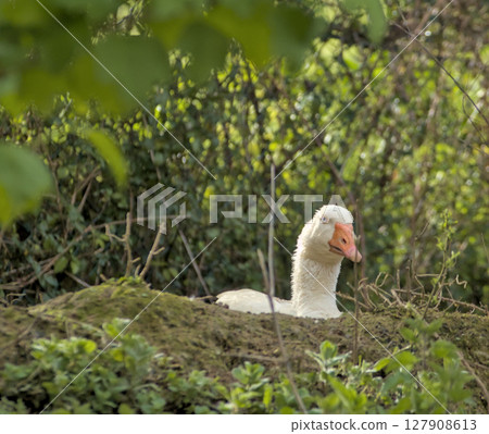 farm goose on its nest incubating its eggs farm goose on its nest incubating its eggs 127908613