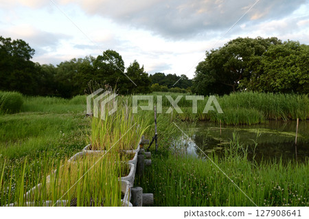 Ramsar Summary: Evening scenery of Izunuma and Uchinuma with dragonflies flying about 127908641