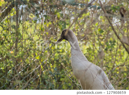 young goose on a breeding farm young goose on a breeding farm 127908659