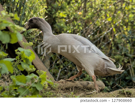 Young goose in a pen. From a farm. Young goose in a pen. From a farm. 127908660