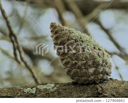 pineapple on a pine branch waiting for spring 127908661