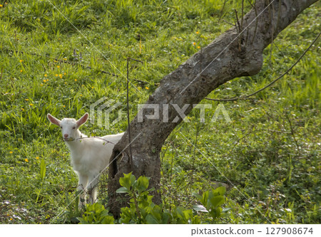 young white goat observing nature and playing young white goat observing nature and playing 127908674