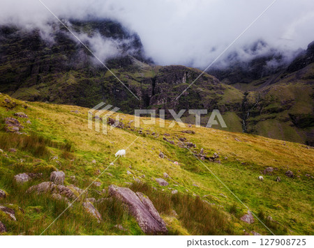 The lonely sheep in the foreground contrasts beautifully with the majestic and imposing mountain range, natures tranquil power is evident. The lonely sheep in the foreground contrasts beautifully with the majestic and imposing mountain range, natures tranquil power is evident. 127908725