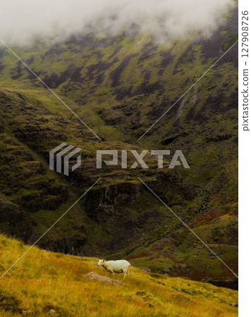 A solitary sheep grazes on a hillside, the rugged, mist-shrouded mountains providing a dramatic backdrop, a sense of peace and solitude pervades. A solitary sheep grazes on a hillside, the rugged, mist-shrouded mountains providing a dramatic backdrop, a sense of peace and solitude pervades. 127908726