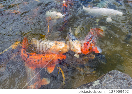 KOI Carop in water of Japanese garden KOI Carop in water of Japanese garden 127909402