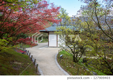 AWE view on JaPanese garden in Hasselt In APrIl: garden path , at left Japanese maple (red leaves) AWE view on JaPanese garden in Hasselt In APrIl: garden path , at left Japanese maple (red leaves) 127909403