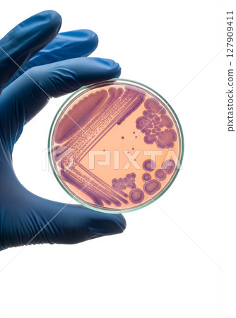 Hand holding petri dish with bacterial colonies isolated on transparent background, microbiology research 127909411