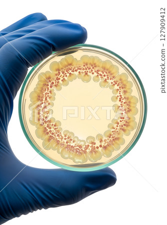 Hand holding petri dish with bacterial colonies isolated on transparent background, microbiology research Hand holding petri dish with bacterial colonies isolated on transparent background, microbiology research 127909412