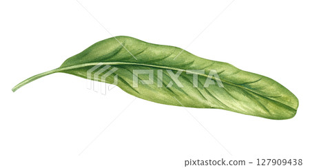 Single long green tropical leaf with smooth edges watercolor illustration isolated background. Floral element for botanical designs, organic branding, and tropical decor. Single long green tropical leaf with smooth edges watercolor illustration isolated background. Floral element for botanical designs, organic branding, and tropical decor. 127909438