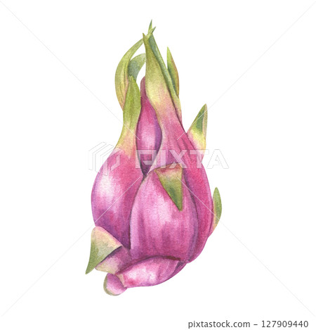 Watercolor illustration of pink pitahaya with fresh green tips isolated background. Juicy and exotic Dragon fruit cactus for tropical food design, healthy recipes, packaging, poster Watercolor illustration of pink pitahaya with fresh green tips isolated background. Juicy and exotic Dragon fruit cactus for tropical food design, healthy recipes, packaging, poster 127909440