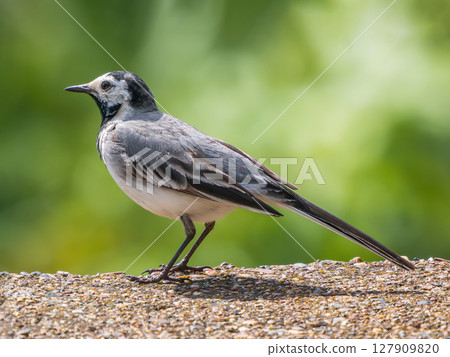 White Wagtail or Motacilla alba. White Wagtail is a small passerine bird in the family Motacillidae 127909820