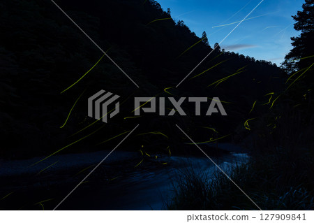 Fireflies dance in early summer at Kawaharahikawa in Nosegawa Village, Yoshino District, Nara Prefecture Fireflies dance in early summer at Kawaharahikawa in Nosegawa Village, Yoshino District, Nara Prefecture 127909841