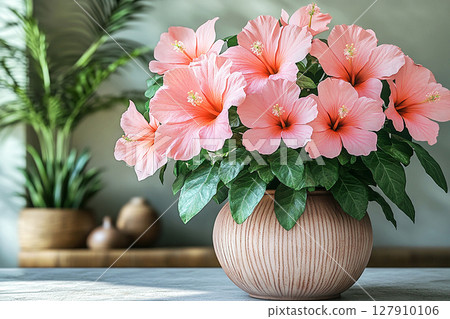 Perfect for serene lifestyle images. Big Hibiscus bush in vintage pot with fleshy leaves and pink flowers on a white background. 127910106