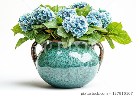Big Hydrangea bush in rustic pot with fleshy leaves and pink flowers on a white background. 127910107