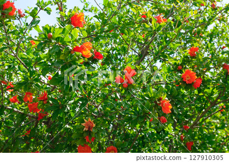 Pomegranate tree with red flowers, fruits 127910305