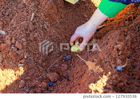 Hands gently planted potatoes from warm, moist earth on clear day in home garden. 127910536