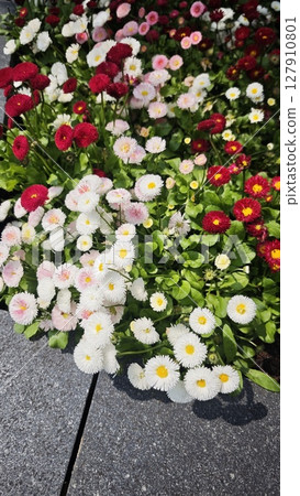 Colorful flower bed with blooming white, pink, and red daisies surrounded by green leaves on a sunny day. Represents freshness, spring beauty, and cheerful garden concept 127910801