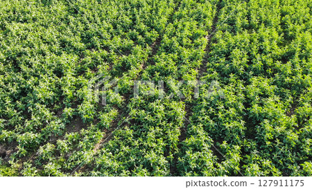 Potato crop growing in converging rows in farmland during summer 127911175