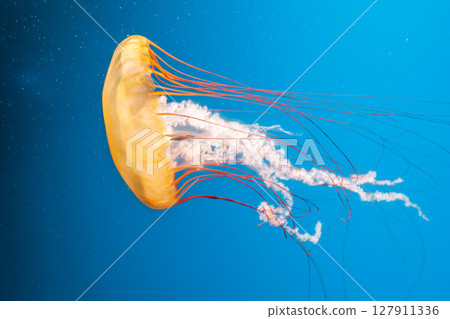 underwater photography jellyfish Chrysaora fuscescens, Pacific sea nettle, West Coast sea nettle 127911336