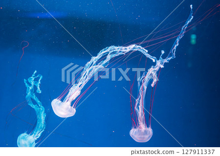 underwater photography jellyfish Purple striped jelly. Chrysaora colorata underwater photography jellyfish Purple striped jelly. Chrysaora colorata 127911337