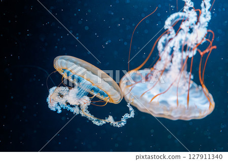 underwater photography jellyfish Chrysaora fuscescens, Pacific sea nettle, West Coast sea nettle 127911340