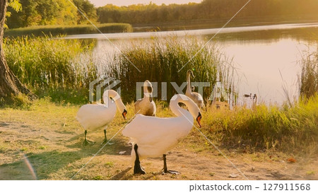 Group of swans are standing in a grassy area by a lake. The swans are white and appear to be enjoying the sunny day 127911568