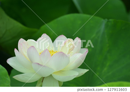 在農村看到的蓮花 在農村看到的蓮花 127911603
