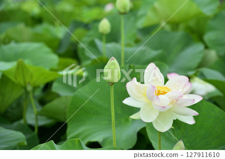 在農村看到的蓮花 在農村看到的蓮花 127911610
