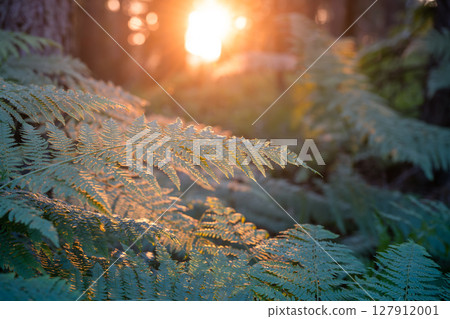 Bracken ferns capture the warm golden light as the sun sets behind trees, creating a tranquil and enchanting atmosphere in a forested area. Bracken ferns capture the warm golden light as the sun sets behind trees, creating a tranquil and enchanting atmosphere in a forested area. 127912001