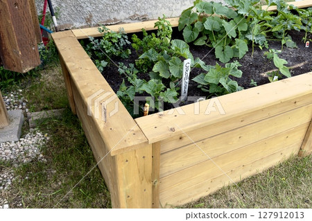 wooden bed with green tomatoes, cucumbers and herbs 127912013