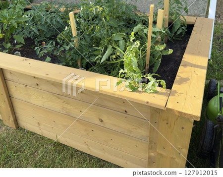 wooden bed with green tomatoes, cucumbers and herbs 127912015